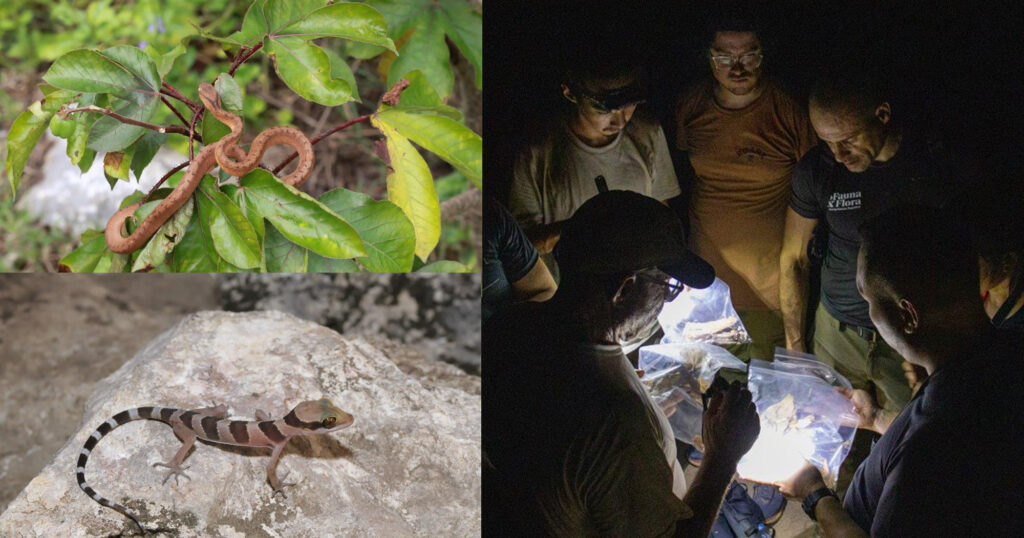 ក្រុមអ្នកស្រាវជ្រាវរកឃើញ ប្រភេទឧរង្គសត្វ និងថលជលិកសត្វសង្ស័យថាអាចជាប្រភេទថ្មី ឬជាកំណត់ត្រាថ្មី សម្រាប់កម្ពុជា និងសកលលោក នៅក្នុងខេត្តបាត់ដំបង