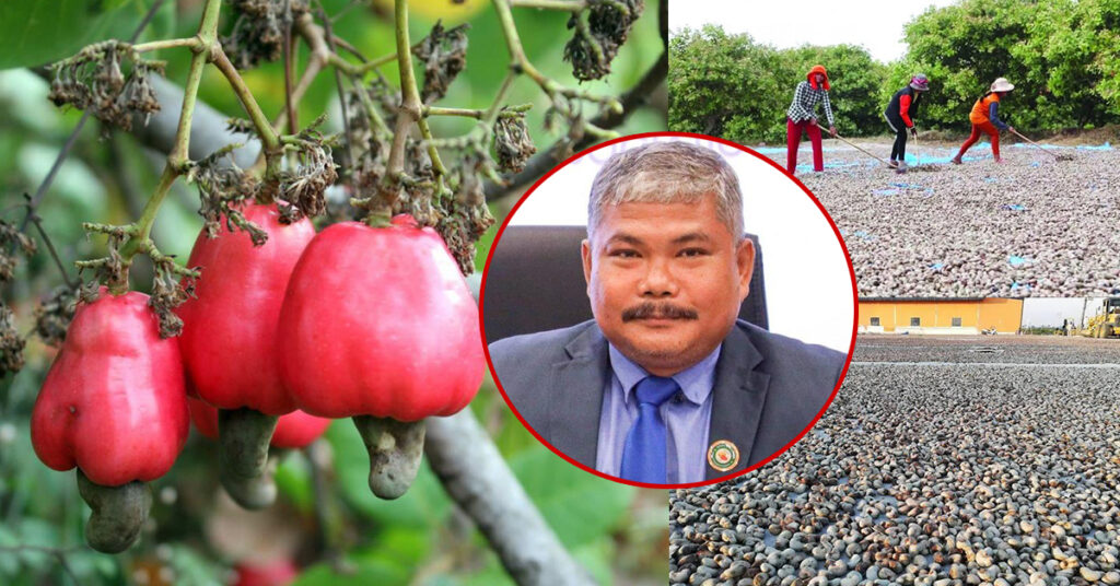 សមាគមអំពាវនាវដល់កសិករដែលកំពុងប្រមូលផល​គ្រាប់ស្វាយចន្ទី គួរហាលទុករង់ចាំ​ពេលតម្លៃប្រសើរឡើងវិញ