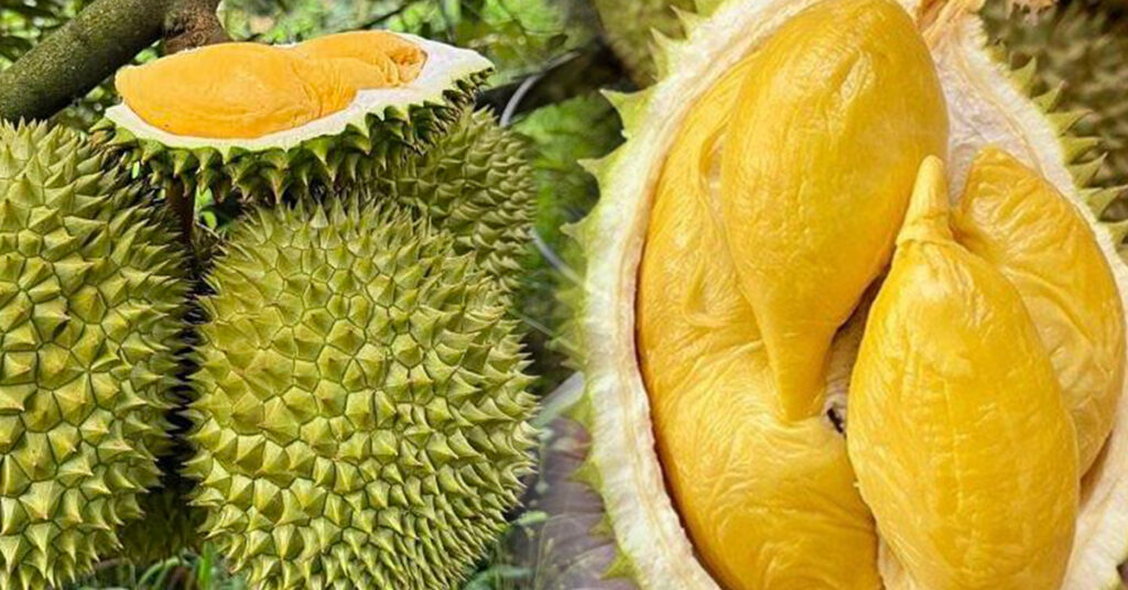 ចិនបញ្ជូនផ្លែទុរេនទៅឱ្យវៀតណាមវិញ បន្ទាប់ពីរកឃើញមានសារធាតុពុលកាដមីញ៉ូម