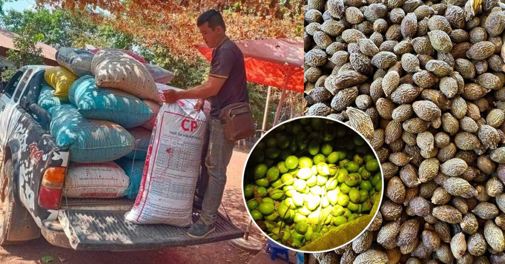 ប្រជាពលរដ្ឋរស់នៅស្រុកមួយចំនួន នៃខេត្តរតនគិរី កំពុងនាំគ្នាសម្រុកចូលព្រៃប្រមូលផលផ្លែសំរ៉ងលក់ឱ្យឈ្មួញវៀតណាម