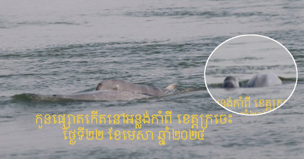 អបអរសាទរ! កូនផ្សោតកើតថ្មី១ក្បាលទៀត នៅអន្លង់កាំពី ខេត្តក្រចេះ