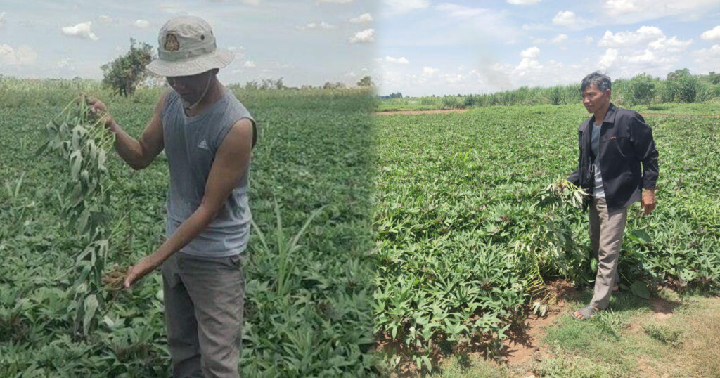 កសិករនៅស្រុកកំពង់លែង ខេត្តកំពង់ឆ្នាំង ដែលប្រកបមុខរបរកសិកម្ម អះអាងថាគ្រួសារគាត់មានជីវភាពសមរម្យ ដោយសារការផ្សាំយកទងដំឡូងជ្វាលក់