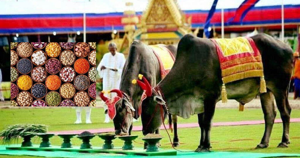 ការផ្សងប្រផ្នូលក្នុងព្រះរាជពិធីច្រត់ព្រះនង្គ័លបង្ហាញថា ស្រូវ ពោត សណ្តែក នឹងបានភោគផលល្អនៅឆ្នាំនេះ