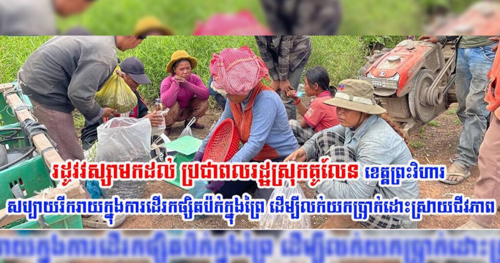 រដូវវស្សាមកដល់ ប្រជាពលរដ្ឋស្រុកគូលែន ខេត្តព្រះវិហារ សប្បាយរីករាយក្នុងការដើរកផ្សិតប៉ក់ក្នុងព្រៃ ដើម្បីលក់យកប្រាក់ដោះស្រាយជីវភាព