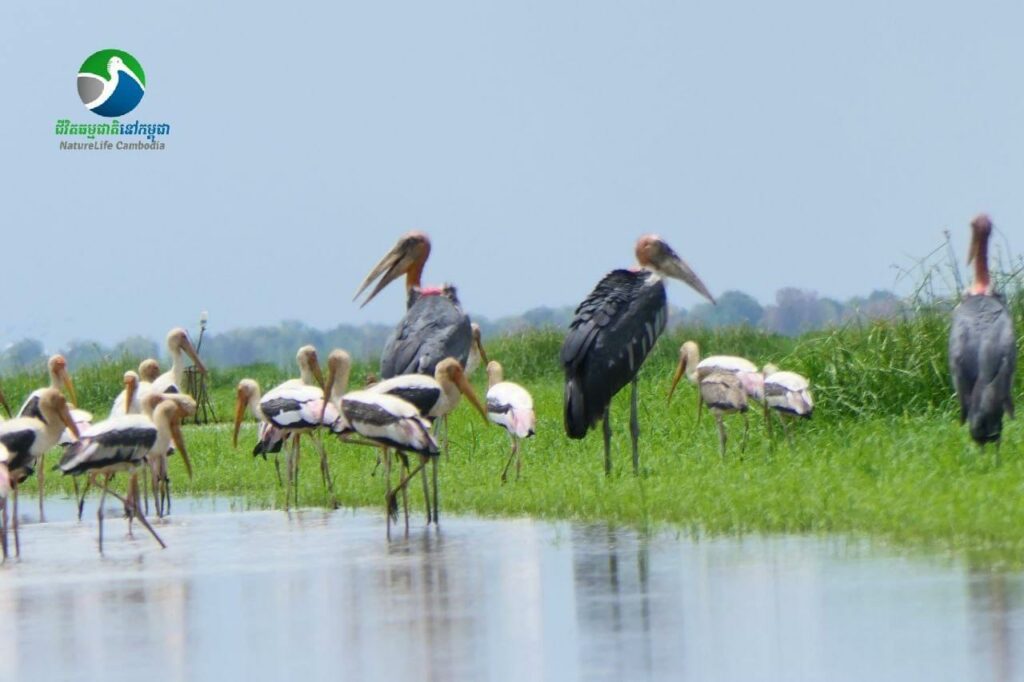 តំបន់រ៉ាមសារបឹងទន្លេឆ្មារ នៅតែជាទីជម្រក និងទីតាំងដ៏ល្អសម្រាប់សត្វស្លាបរកចំណី