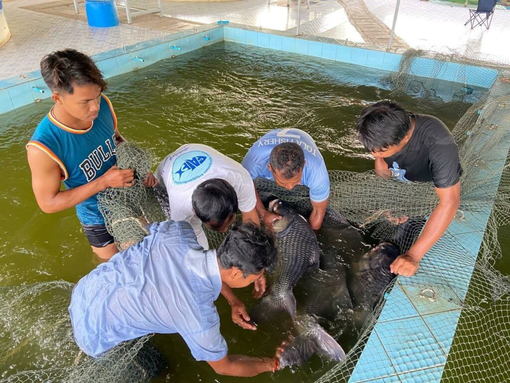 ការភ្ញាស់កូនត្រីគល់រាំងកម្ពុជា ទទួលជោគជ័យជាលើកដំបូង