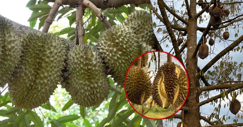 មន្ត្រី៖ អាកាសធាតុក្តៅខ្លាំង ធ្វើឱ្យទិន្នផលទុរេនខេត្តកំពត និងខេត្តបាត់ដំបង អាចធ្លាក់ចុះជាង៥០%