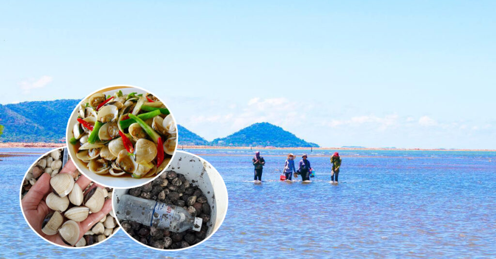 ប្រជាពលរដ្ឋ និងទេសចរណ៍ និយមរកងាវហូល នៅសហគមន៍ព្រៃកោងកាងអូរក្រសារ ខេត្តកែប ពេលព្រឹកទឹកសមុទ្រនាច