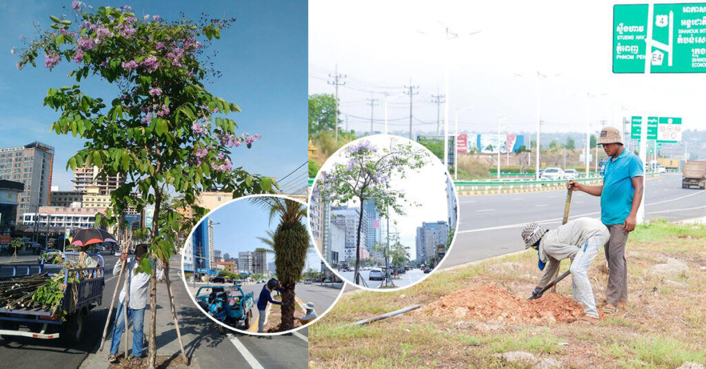 ប្រធានមន្ទីរកសិកម្មខេត្តព្រះសីហនុ៖ ដើមឈើលម្អដងផ្លូវទាំង៣៧ខ្សែក្នុងក្រុង មានជិត១.៣ពាន់ដើម, គិតពីឆ្នាំ២០២៣ មកដល់សព្វថ្ងៃ មិនមានរន្ធដៅមួយណា​​ គ្មានដើមឈើនោះទេ