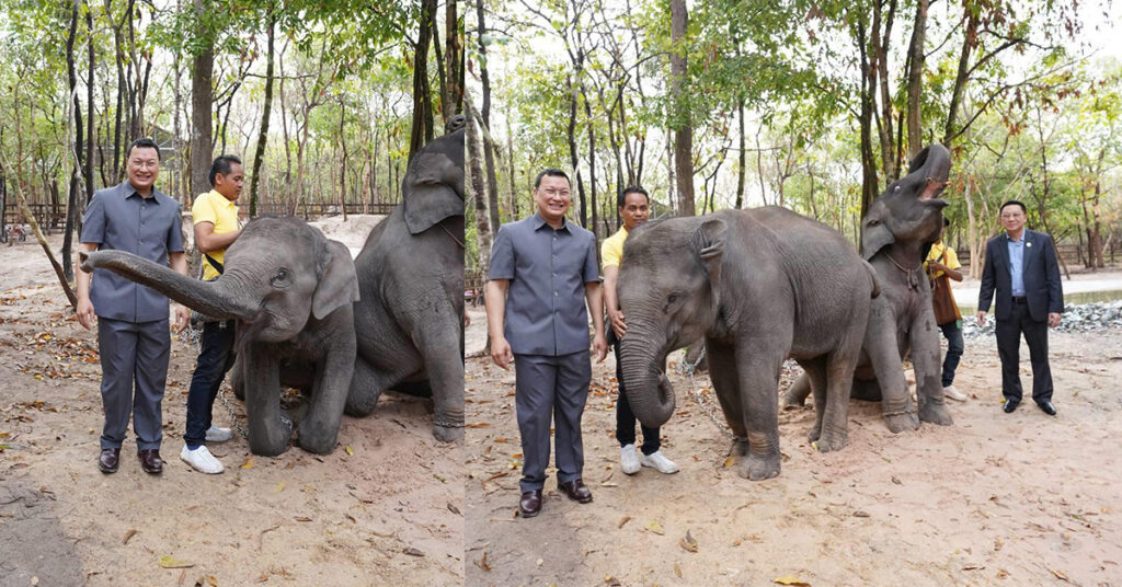 រដ្ឋមន្រ្តីកសិកម្ម៖ អំណោយដំរីមួយគូរបស់ឡាវ នឹងរួមចំណែកបង្កើនចំនួនដំរីស្រុក និងជំនួសសត្វដំរីស្រុកដែលមានអាយុកាន់តែចាស់