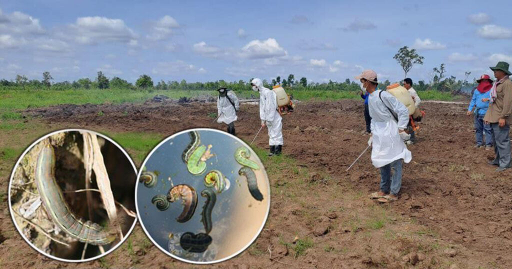 ក្រសួងកសិកម្ម តាមដាន និងផ្សព្វផ្សាយពីវិធានការឆ្លើយតប លើករណីផ្ទុះហ្វូងដង្កូវស៊ីដំណាំកសិករ