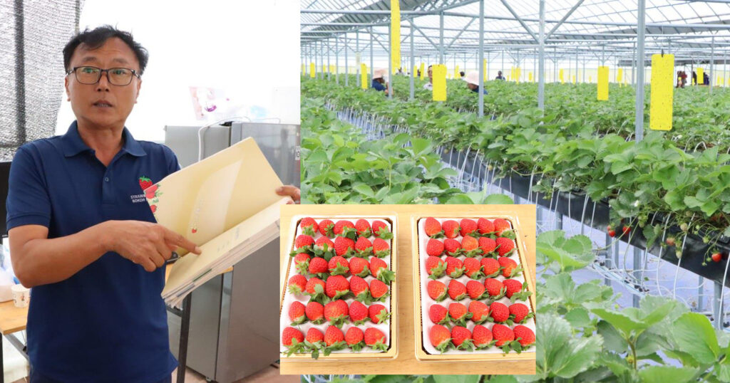 ជនជាតិកូរ៉េជាច្រើន ចាប់អារម្មណ៍ចង់មកវិនិយោគ ដាំផ្លែឈើនៅកម្ពុជា