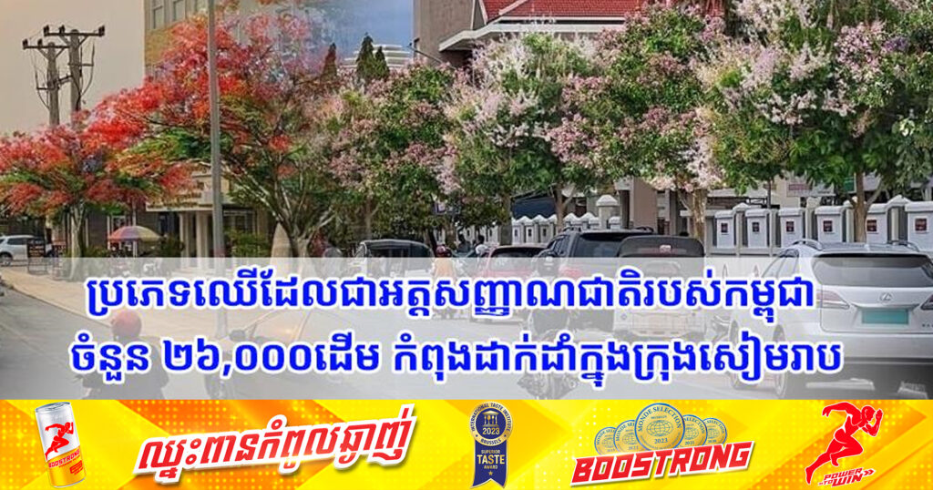 ប្រភេទឈើដែលជាអត្តសញ្ញាណជាតិរបស់កម្ពុជា ចំនួន ២៦,០០០ដើម កំពុងដាក់ដាំក្នុងក្រុងសៀមរាប