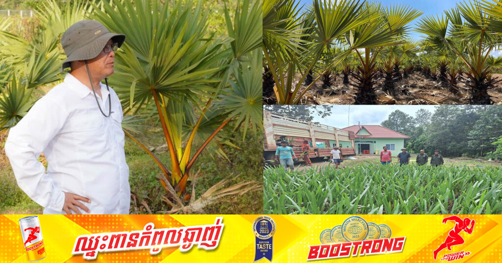 រដ្ឋមន្រ្តីក្រសួងបរិស្ថានផ្តល់កូនត្នោត ១ម៉ឺនដើម និងអញ្ជើញចូលរួមដាំផ្ទាល់នៅខេត្តត្បូងឃ្មុំ