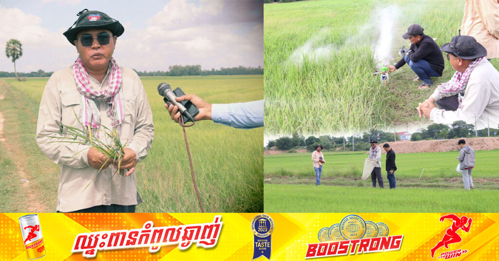 អ្នកជំនាញកសិកម្ម៖ ការប្រើប្រាស់ពូជស្រូវនៅក្នុងស្រុក មានគុណភាពល្អ ជាងពូជស្រូវក្រៅស្រុក