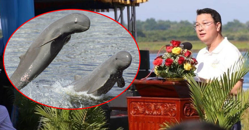 សត្វផ្សោត១០៥ក្បាល កំពុងមានវត្តមានក្នុងទន្លេមេគង្គនៃប្រទេសកម្ពុជា