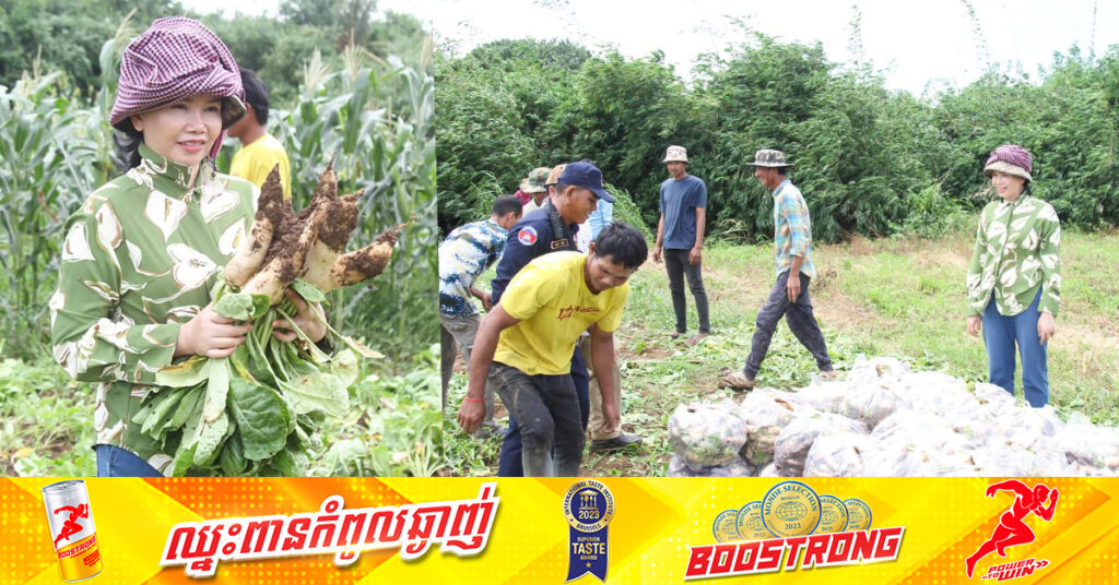 អភិបាលខេត្តប៉ៃលិន ជួយដក និងទិញមើមឆៃថាវពីកសិករ ដើម្បីចូលរួមលើកកម្ពស់ទីផ្សារកសិផល