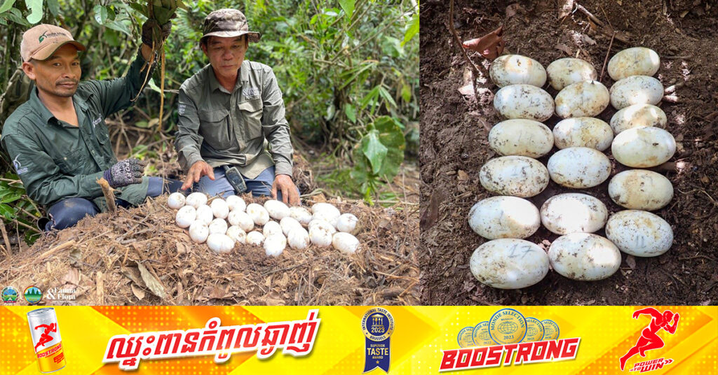 សម្បុកក្រពើភ្នំសរុបចំនួន៥ បានប្រទះឃើញនៅឧទ្យានជាតិជួរភ្នំក្រវាញ