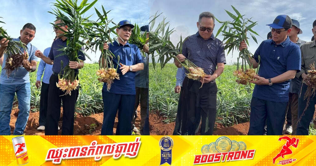 សហគ្រិនខ្មែរ ១រូប បោះទុនដាំខ្ញី តាមលក្ខណៈបច្ចេកទេសនៅឃុំអូរសោម ដើម្បីនាំចេញទៅកាន់ទីផ្សារអាមេរិក