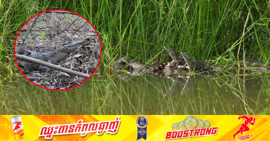 កូនក្រពើភ្នំ ឬក្រពើត្រី ជាសត្វជិតផុតពូជចំនួន១៤ក្បាលបានញាស់ នៅដែនជម្រកសត្វព្រៃសៀមប៉ាង