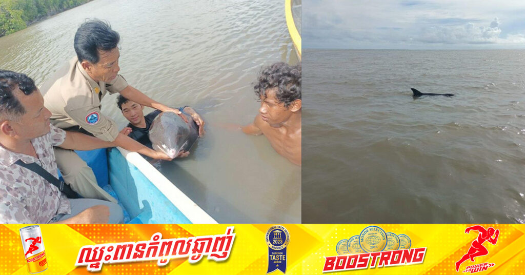 សត្វផ្សោត ១ក្បាលប្រភេទ Risso’s Dolphin មានទម្ងន់១២០គីឡូក្រាម ដែលជាប់ឬសកោងកាង ត្រូវបានជួយសង្គ្រោះ
