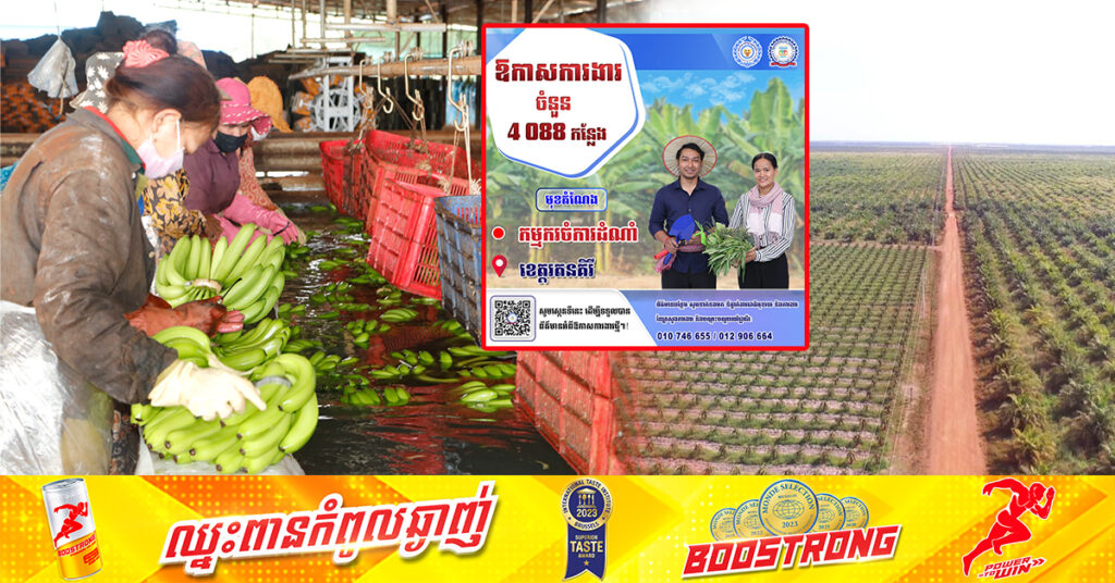 ឱកាសល្អ! ខេត្តរតនគិរី ប្រកាសផ្ដល់ការងារផ្នែកកម្មករចម្ការដំណាំជាង ៤០០០កន្លែង