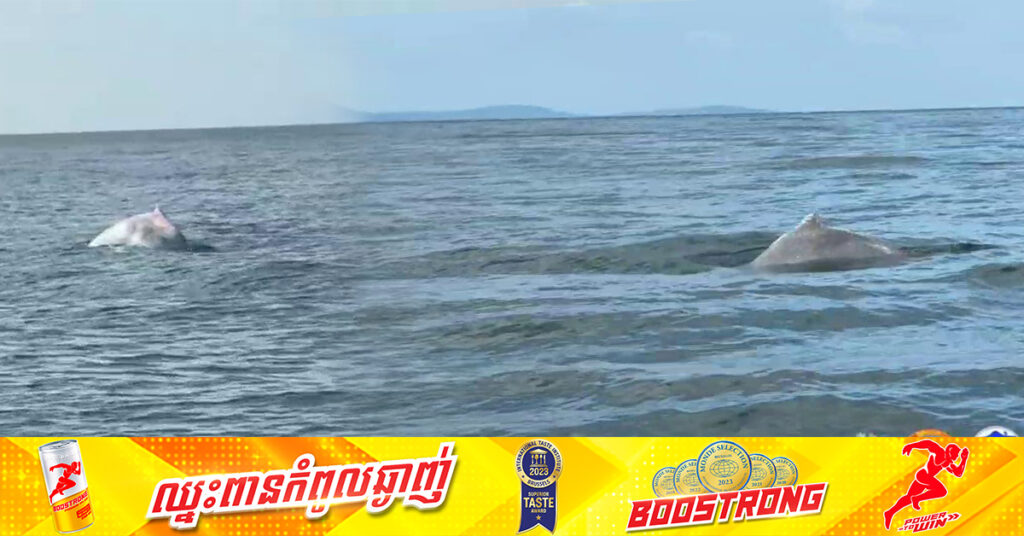 ផ្សោតឃ្លាច (Sousa chinensis) និង ផ្សោតក្បាលត្រឡោក (Orcaella brevirostris) ត្រូវបានអង្គការអភិរក្សសមុទ្រកម្ពុជា (MCC) ថតបាន ក្នុងភូមិសាស្ត្រព្រែកត្នោត ខេត្តកំពត