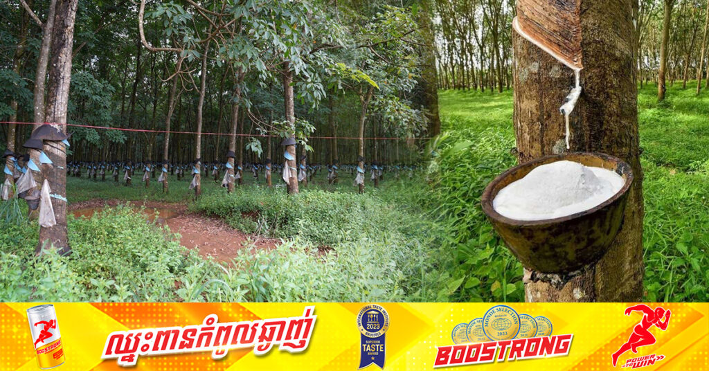 កម្ពុជារកចំណូលបានជាង ២៧១លានដុល្លារ ពីការលក់ផលិតផលកៅស៊ូ កើនជាង១៨% នៅរយៈពេល៧ខែ ឆ្នាំ២០២៤នេះ