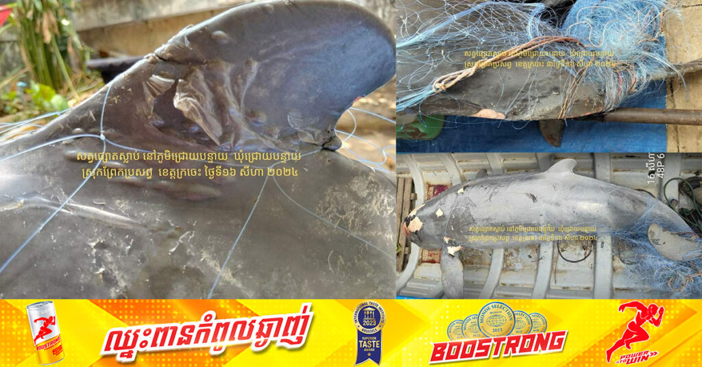 សោកស្ដាយណាស់! កម្ពុជាបាត់បង់សត្វផ្សោតជំទង់ ១ក្បាល នៅក្បែរអន្លង់កាំពី នៃខេត្តក្រចេះ