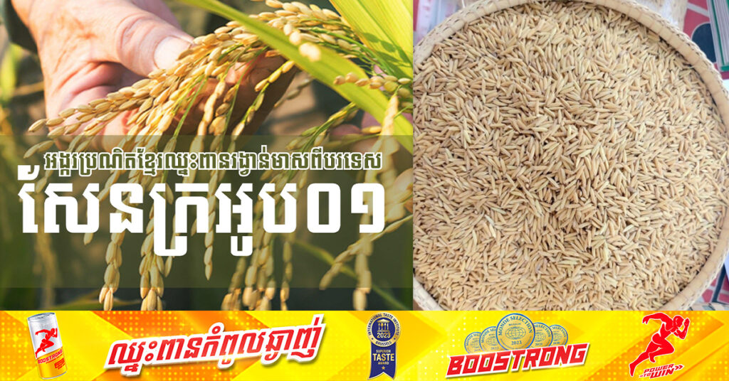 ពូជស្រូវសែនក្រអូប ០១ របស់កម្ពុជា ឆ្ពោះទៅកាន់ទីផ្សារពិភពលោក