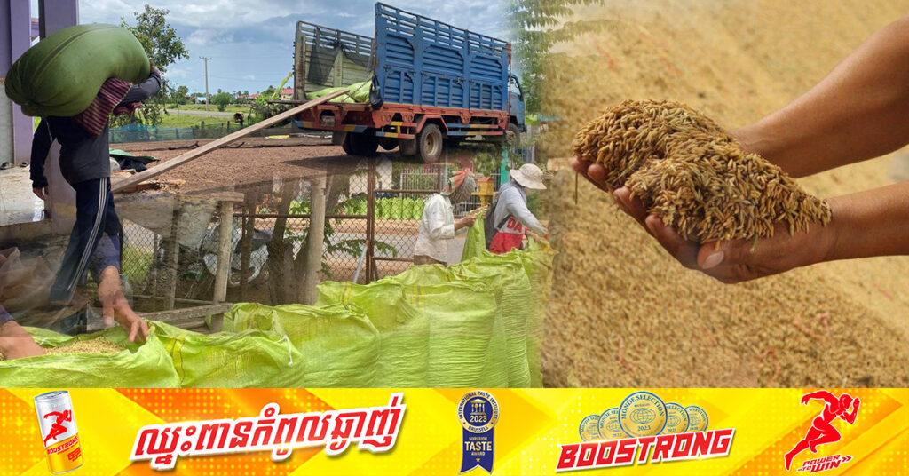 ការដាំដុះស្រូវសែនក្រអូបធ្លាក់ចុះ ធ្វើឱ្យតម្លៃកើនឡើងដល់ជិត ១៥០០រៀលក្នុងមួយគីឡូក្រាម