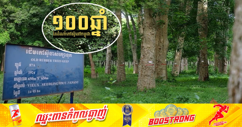 ដំណាំកៅស៊ូ និងឧស្សាហកម្មកៅស៊ូ នៅជាប់នឹងកម្ពុជា ជាង១០០ឆ្នាំហើយ ទោះបីកម្ពុជាបានផ្លាស់ប្ដូររបបដឹកនាំជាច្រើនលើកច្រើនសារក៏ដោយ