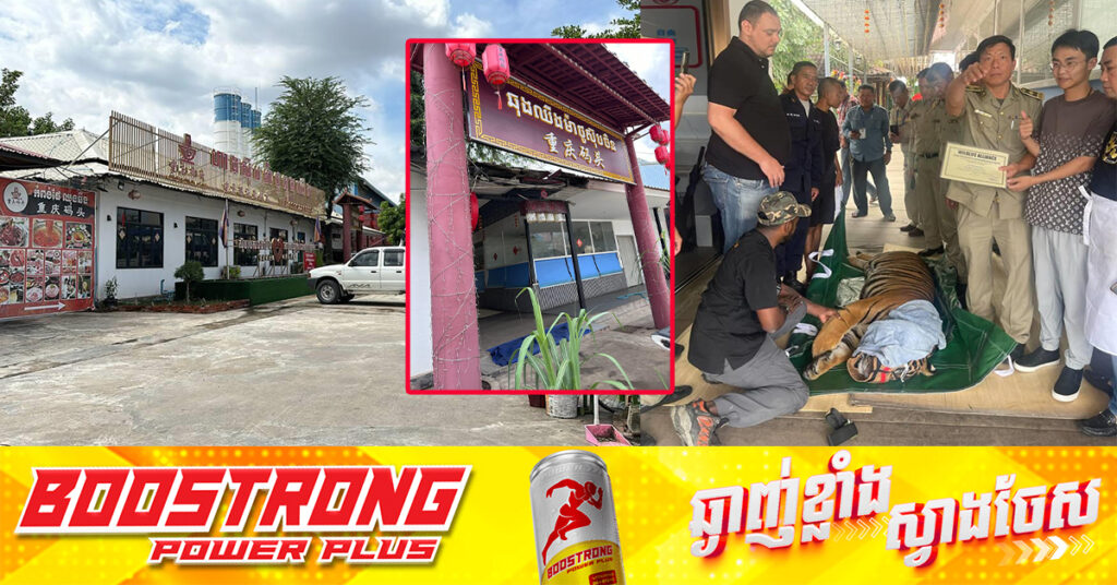 សត្វខ្លាដំបង ១ក្បាល ដែលជនជាតិចិន ជាម្ចាស់ភោជនីយដ្ឋានមួយកន្លែងចិញ្ចឹម ត្រូវក្រុមអ្នកអភិរក្សនាំយកលែង នៅសួនសត្វភ្នំតាម៉ៅ