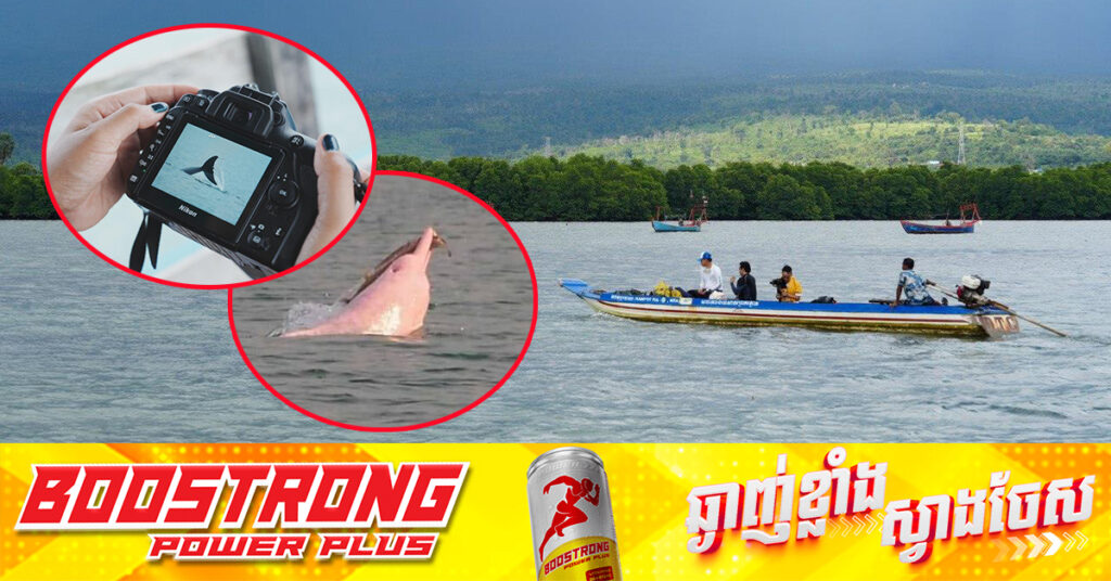 ផ្សោតពណ៌ផ្កាឈូក កំពុងទាក់ទាញចិត្តភ្ញៀវទេសចរកាន់តែច្រើន ឱ្យទៅលេងសហគមន៍នេសាទព្រែកត្នោត ខេត្តកំពត ខណៈការកក់ទូកត្រូវធ្វើឡើងមុន២ថ្ងៃ