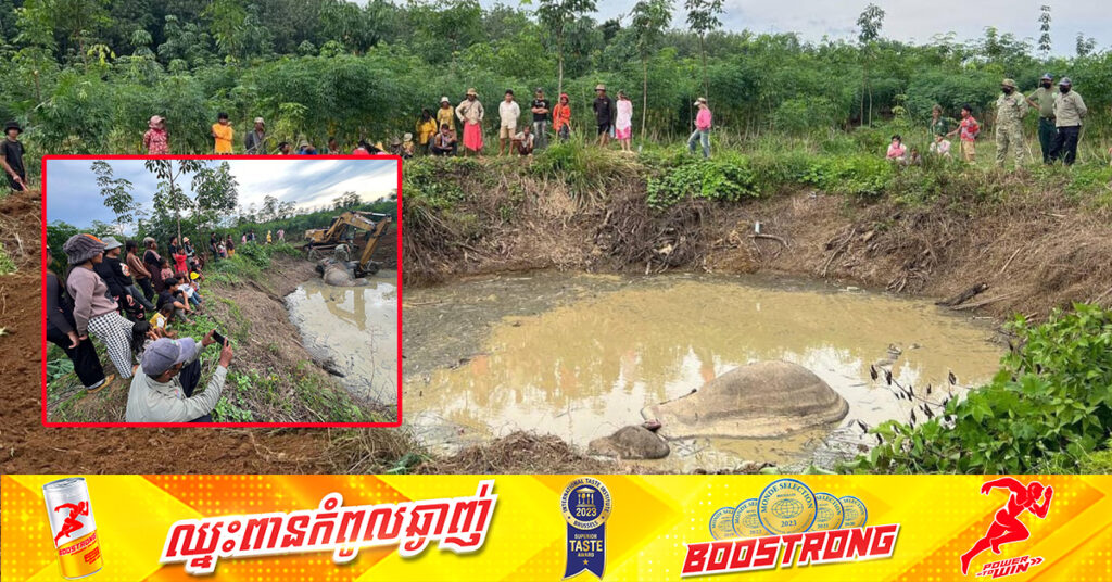 ដំរីព្រៃចំនួន ១ក្បាល ប្រទះឃើញបាត់បង់ជីវិត នៅក្នុងរណ្ដៅគ្រាប់.បែក ដែលបន្សល់ទុកតាំងពីសម័យសង្រ្គាម ក្នុងខេត្តមណ្ឌលគិរី