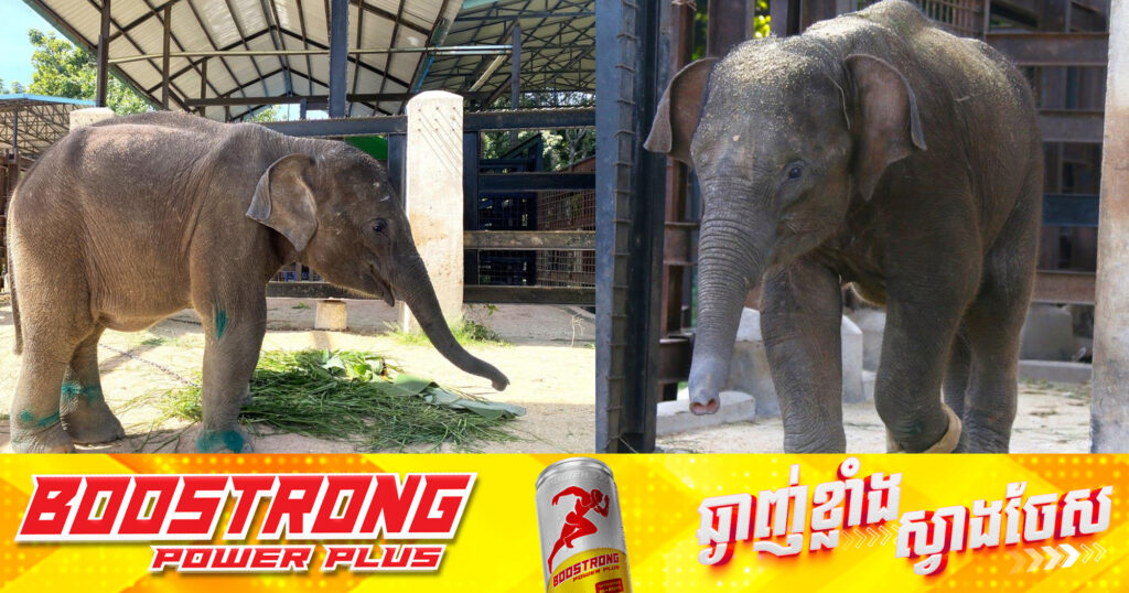 កូនដំរីដែលជួយសង្គ្រោះពីការវង្វេងហ្វូងនៅខេត្តមណ្ឌលគិរី វិវដ្តមកភាពល្អប្រសើរហើយ និងកំពុងស្ថិតនៅក្រោមការថែទាំសុខភាព នៅសួនសត្វភ្នំតាម៉ៅ