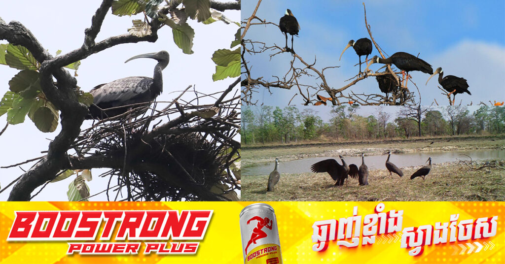 អ្នកនាំពាក្យក្រសួងបរិស្ថាន៖ កម្ពុជាស្ថិតនៅជួរមុខ នៃការអភិរក្សសត្វត្រយងយក្ស និងសត្វត្រយងចង្កំកស នៅកម្ពុជាមានវត្តមានសត្វនេះច្រើនជាងគេបំផុតក្នុងពិភពលោក