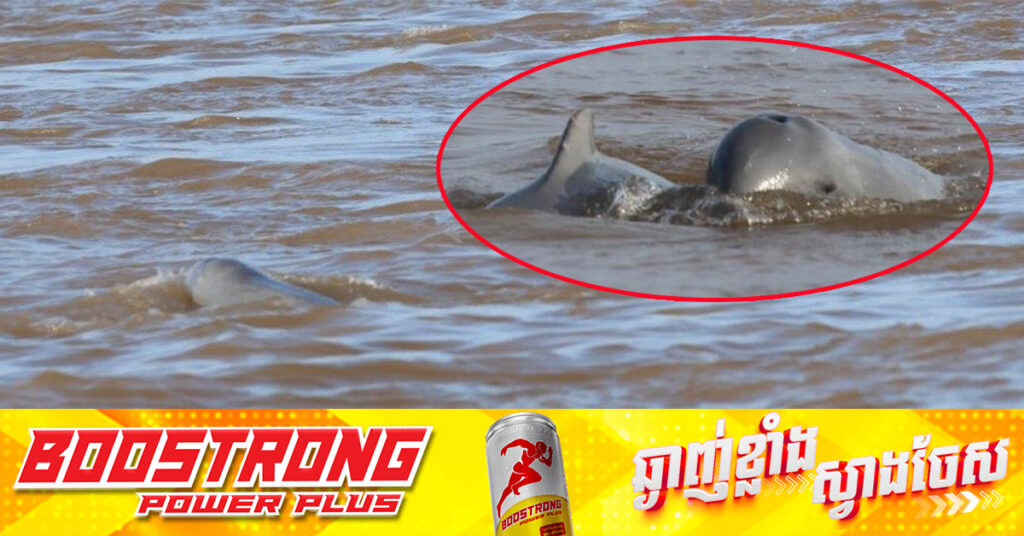 ប្រទះឃើញកូនផ្សោតកើតថ្មីមួយក្បាលទៀត នៅអន្លង់ផ្សោតកាំពី, ឆ្នាំ២០២៤ ជាឆ្នាំដែលកូនផ្សោតកើតច្រើនមិនធ្លាប់មាន