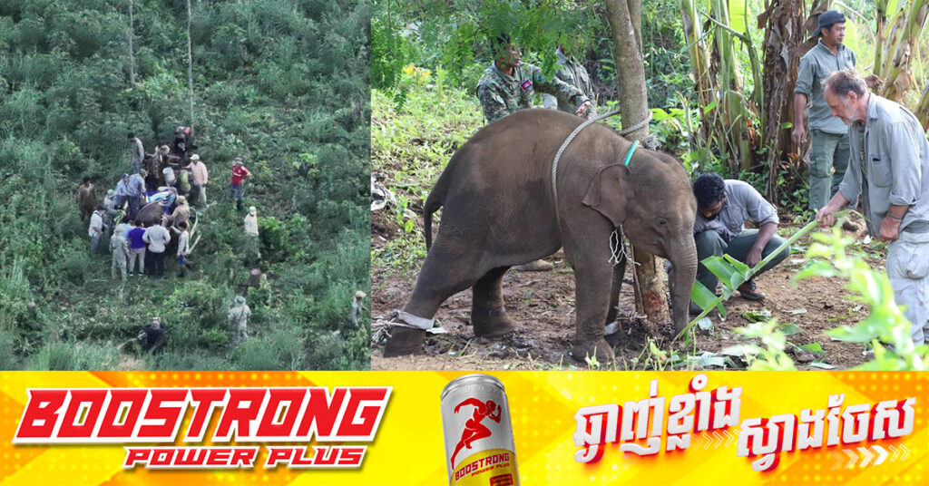 កូនដំរីព្រៃមួយក្បាល ត្រូវបានជួយសង្គ្រោះដោយជោគជ័យ ក្នុងដែនជម្រកសត្វព្រៃកែវសីមា ខេត្តមណ្ឌលគិរី