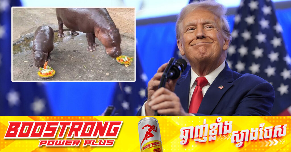 កូនដំរីទឹកល្បីឈ្មោះនៅប្រទេសថៃ ទាយថាលោក ត្រាំ នឹងឈ្នះការបោះឆ្នោតប្រធានាធិបតីអាមេរិក