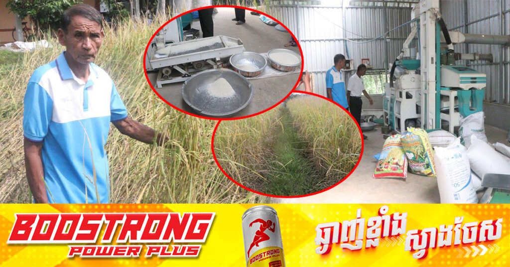 សហគមន៍កសិកម្ម របស់ប្រជាកសិករនៅក្នុងឃុំក្រាំងលាវ ស្រុករលាប្អៀរ ខេត្តកំពង់ឆ្នាំង ផលិតអង្ករផ្កា រំដួលលក់ដោយមិនប្រើជីគីមី