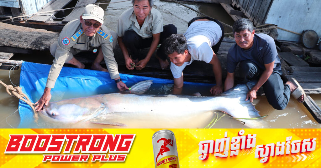 ត្រីរាជមួយក្បាល ទម្ងន់១៣២គីឡូក្រាម ដែលចាប់បានដោយអ្នកនេសាទ ទទួលបានការជួយសង្គ្រោះ និងលែងចូលបឹងធម្មជាតិវិញ