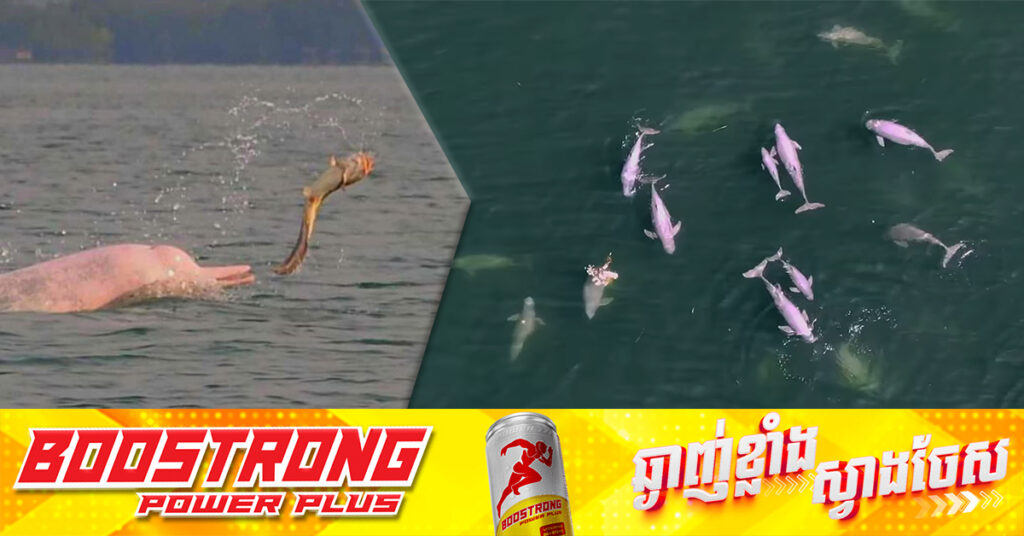 គិតត្រឹមចុងឆ្នាំ២០២៤ សត្វផ្សោតពណ៌ផ្កាឈូក កើនឡើងដល់ ៧០ក្បាលនៅសហគមន៍នេសាទព្រែកត្នោត