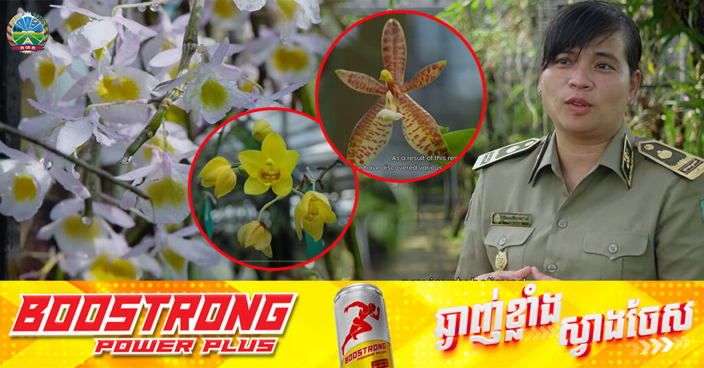កេសរកូលព្រៃជាង ៥០០ប្រភេទ កំពុងលើកស្ទួយមុខមាត់របស់កម្ពុជា ដែលមានឆន្ទៈមុតស្រួចក្នុងការការពារថែរក្សាធនធានដ៏មានតម្លៃ