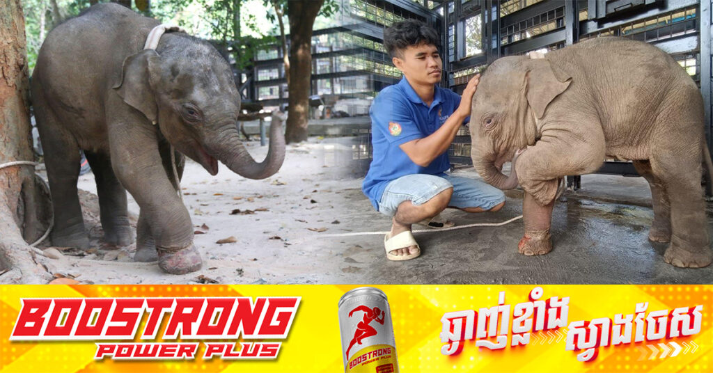 កូនដំរី «លំផាត់» ត្រូវបានយកមកសង្គ្រោះព្យាបាល និងថែរក្សា នៅមជ្ឈមណ្ឌលសង្គ្រោះសត្វព្រៃភ្នំតាម៉ៅ