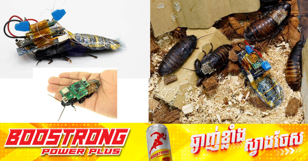 សិង្ហបុរីអាចបង្កើតសត្វកន្លាត «cyborg» ប្រើពេលត្រឹមតែ ៦៨វិនាទី ដើម្បីស្វែងរក និងជួយសង្គ្រោះជីវិតមនុស្ស