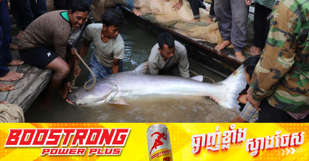 ត្រីរាជចំនួន ៤ក្បាល ត្រូវបានលែងចូលទៅក្នុងបឹងធម្មជាតិវិញ