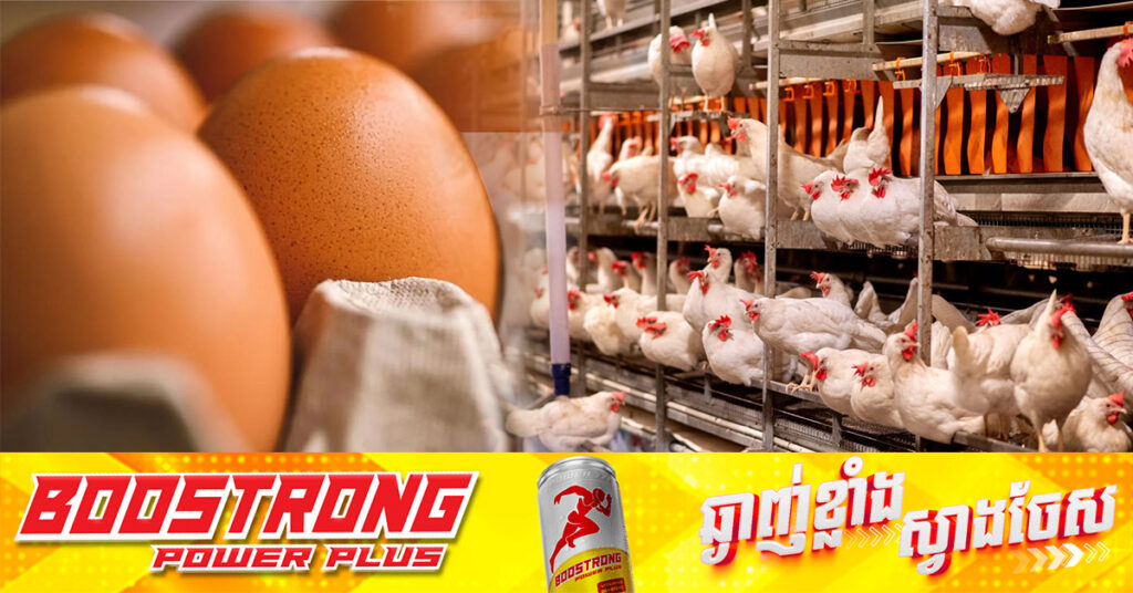 ជំងឺផ្តាសាយបក្សីវាយលុកយ៉ាងធ្ងន់ធ្ងរទៅលើកសិដ្ឋានចិញ្ចឹមមាន់នៅអាមេរិក ធ្វើឱ្យតម្លៃស៊ុតឡើងថ្លៃខ្លាំង