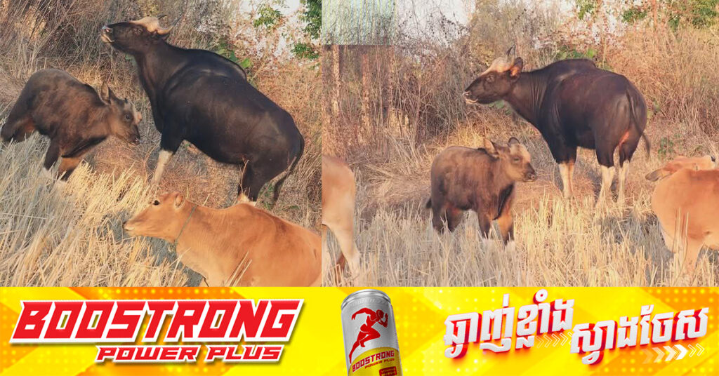 រកឃើញវត្តមានសត្វខ្ទីងមេ-កូន ដើរជាមួយហ្វូងគោអ្នកស្រុក ក្នុងខេត្តព្រះវិហារ, សូមរួមគ្នាថែរក្សា និងការពារសត្វព្រៃទាំងអស់គ្នា