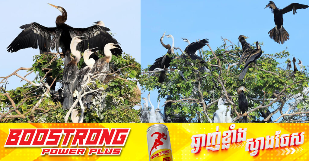 សត្វ «ស្មោញ» ប្រមាណ ៦ពាន់គូ កំពុងបន្តពូជពងកូន និងរស់នៅដោយសុខសាន្តនៅតំបន់រ៉ាមសារព្រែកទាល់ 